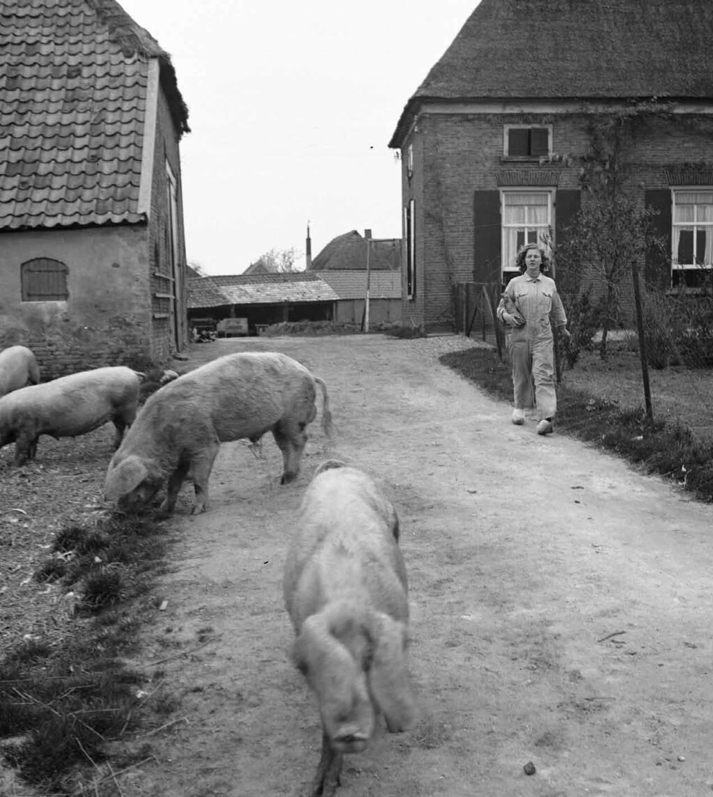 Boerin met varkens, Angerlo, 1932. Foto: Nationaal Archief, collectie Van de Poll