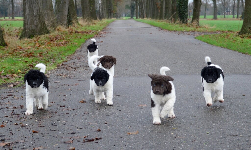 De zes Friese Wetterhound pups. Foto: Eigen foto