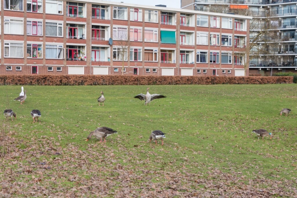 Kaalvraat en poep op de gemeentelijke grasvelden. Foto: Henk Derksen