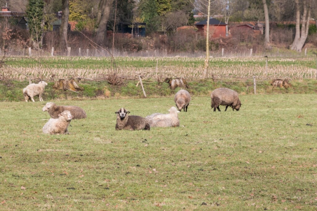 Begrazing door schapen is duurder dan grasmaaien, maar het ziet er wel veel leuker uit. Foto: Henk Derksen