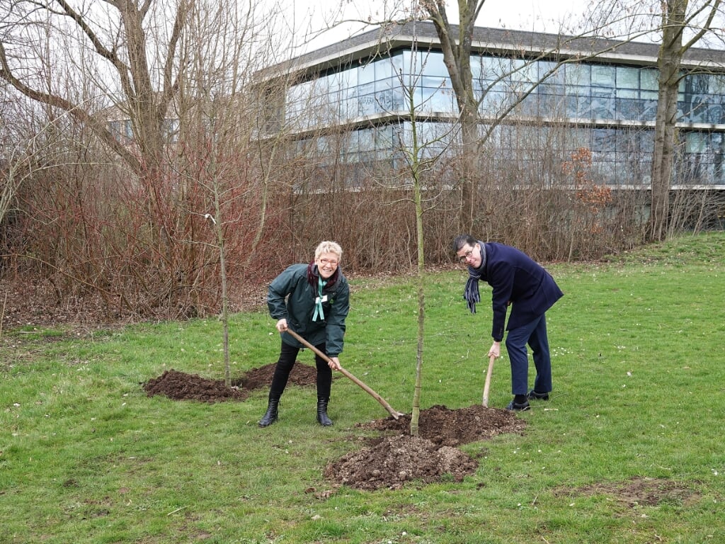 IVN-voorzitter Ineke Rood plant samen met burgemeester Joost van Oostrum de tamme kastanjes. Foto: PR