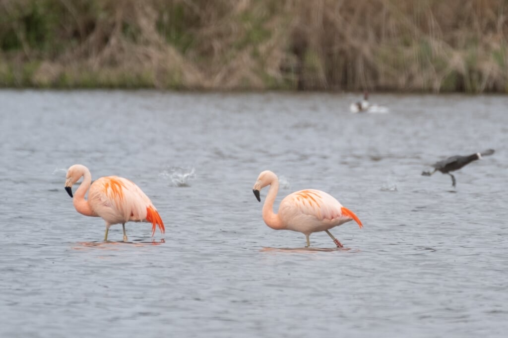 De flamingo's waden door laag water, terwijl op de achtergrond een meerkoet opstijgt. Foto: Burry van den Brink 