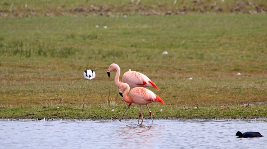Flamingo's aan de Hagdijk in Noordijk. Foto: Benno Stortelder