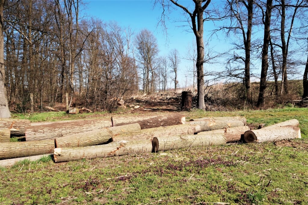 De voormalige, eeuwenoude Algemene Begraafplaats, grenzende aan de N18. Van gekapte bomen worden zitbankjes gemaakt. Foto: Theo Huijskes