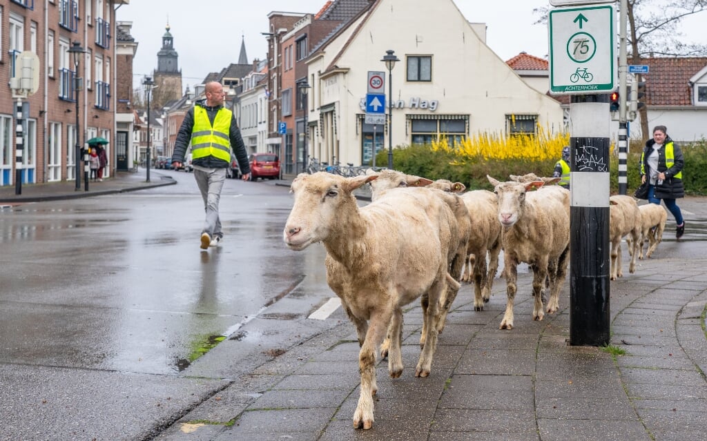 De schaapskudde uit Eefde zal op twintig locaties in Zutphen het gras kort houden. Foto: Jolanda van Velzen