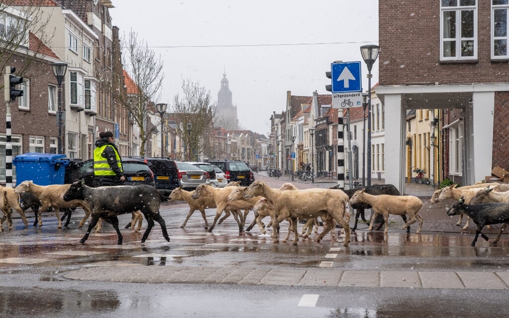 De schaapskudde uit Eefde zal op twintig locaties in Zutphen het gras kort houden. Foto: Jolanda van Velzen