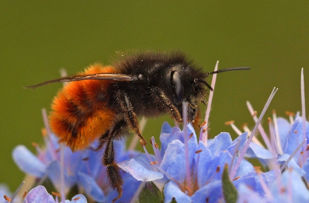 Het zijn juist de wilde bijen en de hommels die onze zorg het hardst nodig hebben. Foto: PR