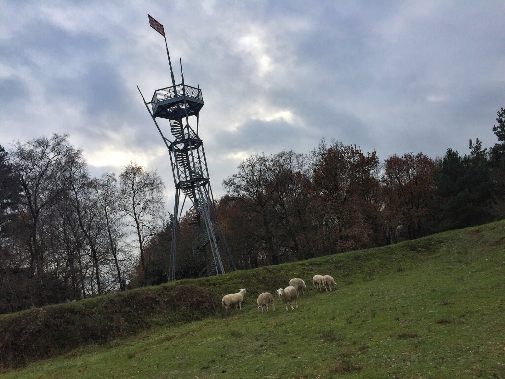 Zolang de schapen grazen in op de Engelse Schans is het gebied voor publiek gesloten. Foto: PR