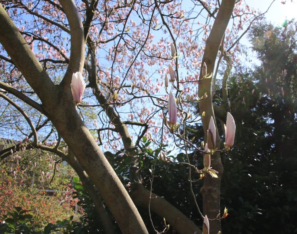 De oude imposante beverboom, oftewel magnolia grandiflora, staat uitbundig in bloei. Foto: PR