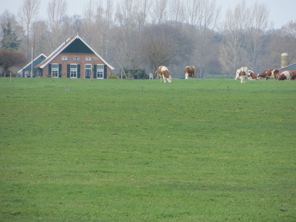 Landschap met koeien in Meddo. Foto: Bernhard Harfsterkamp
