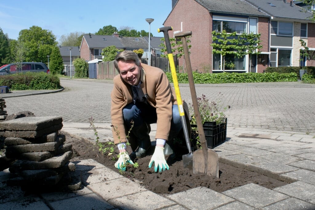 Wethouder Bart Porskamp plant groen in stuk trottoir op de kruising van de Heckinckstraat en de Clarissenstraat. Foto: Jos Betting 