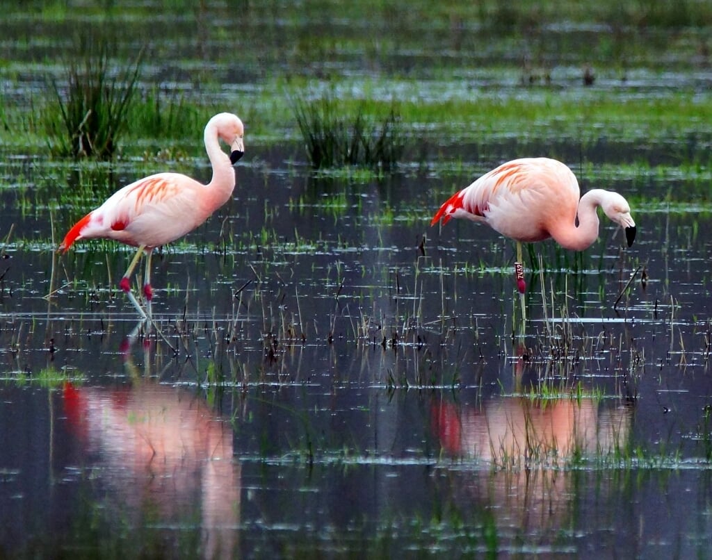 Flamingo`s in het Aaltense Goor. Foto: Herman Vreeman