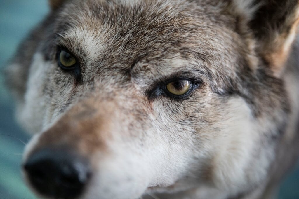 Wolf Willem. Foto: Geert de Groot