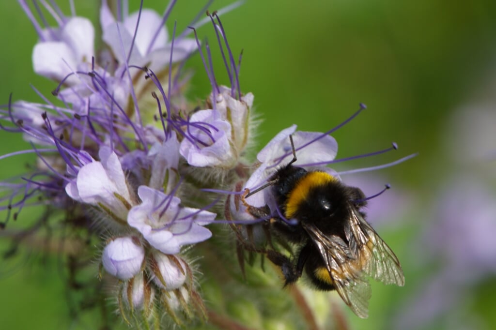 In de tuin komen vele soorten wilde bijen voor. Foto: PR