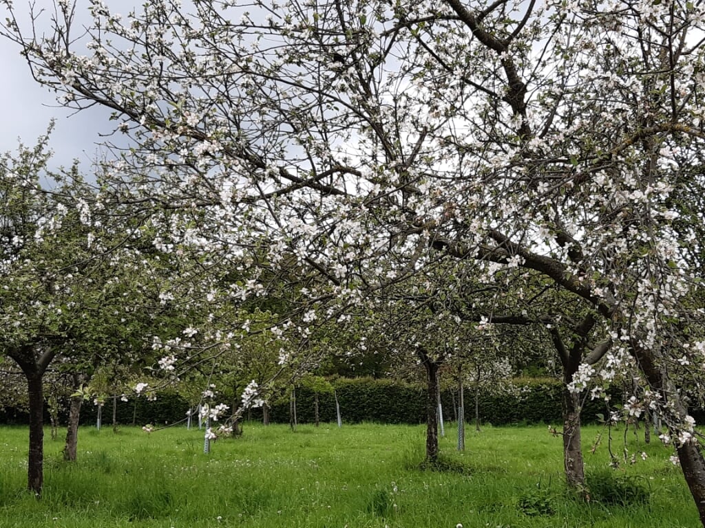 De hoogstamboomgaard bij Kasteel Ulenpas in Hoog-Keppel staat nog in bloei. Foto: Ceciel Bremer