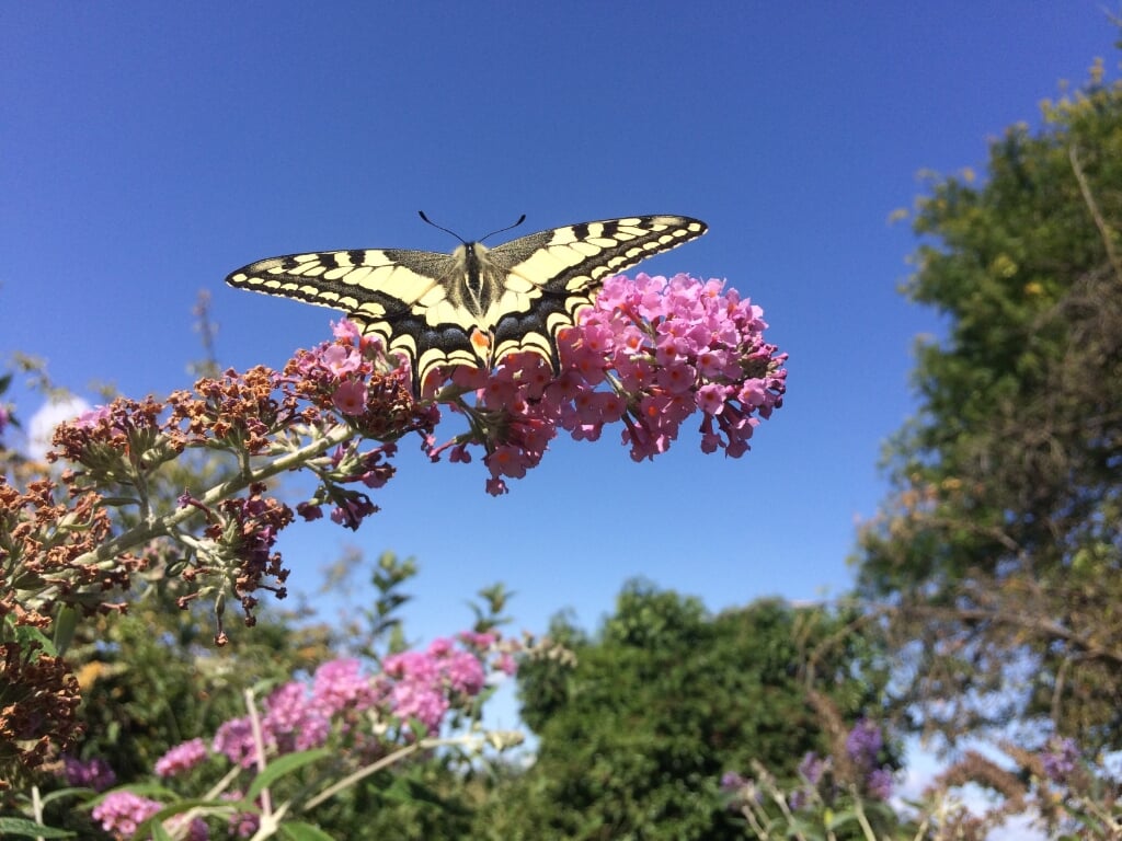 In vlindertuin De Hemelsleutel zijn dit jaar 29 koninginnenpages uitgevlogen. Foto: PR