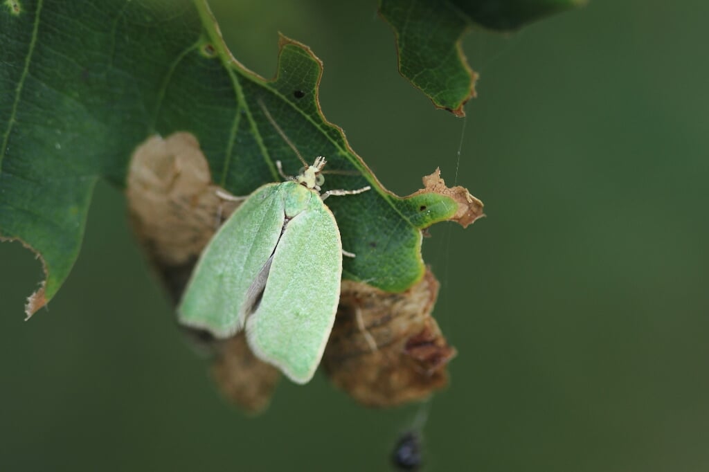 Een groene eikenbladroller. Je ziet de vlindertjes soms in grote getale rond eikenbomen dansen. Foto: Sander Grootendorst