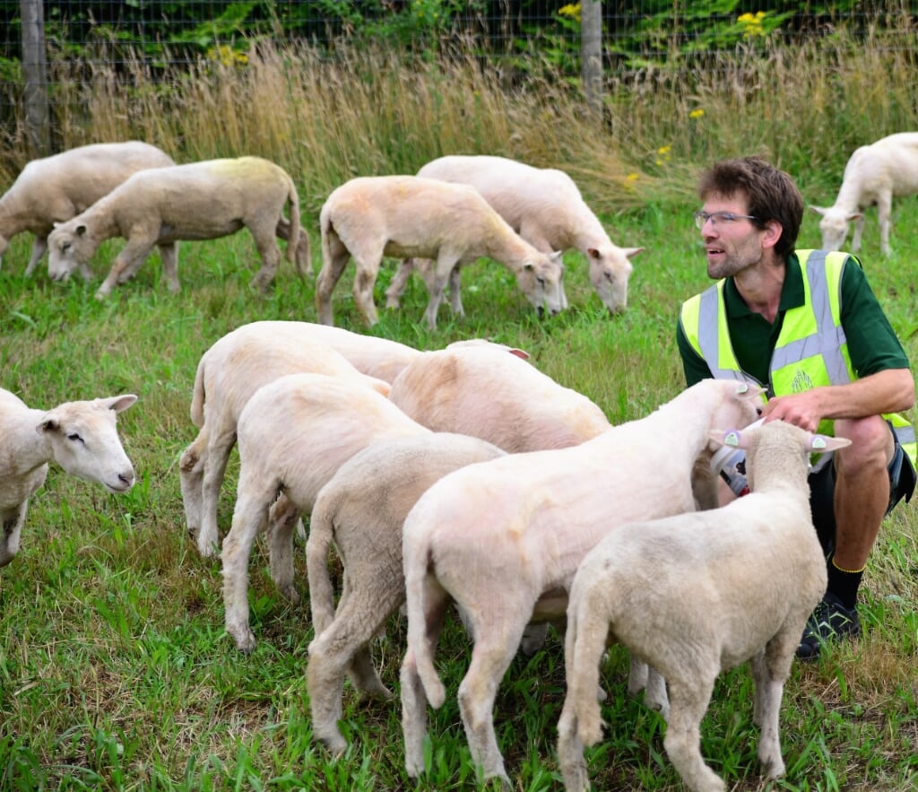 De schapen houden in Gorssel het openbare groen kort. Foto: gemeente Lochem
