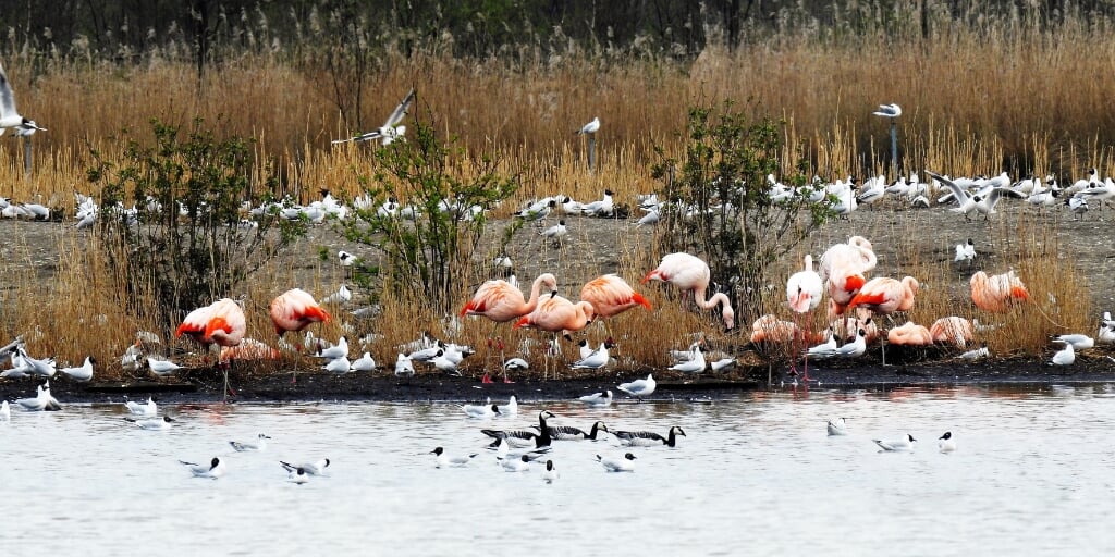Een foto van de flamingo’s in het Zwillbrocker Venn uit de collectie van Jos Korenromp. Foto: PR