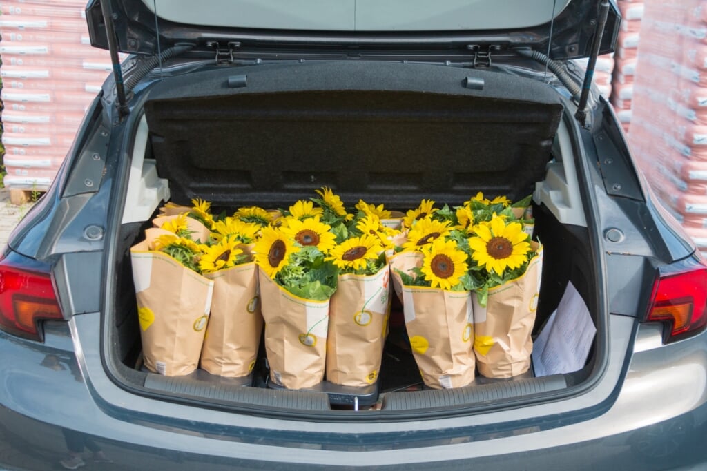 Een kofferbak vol zonnebloemen. Foto: Henk Derksen