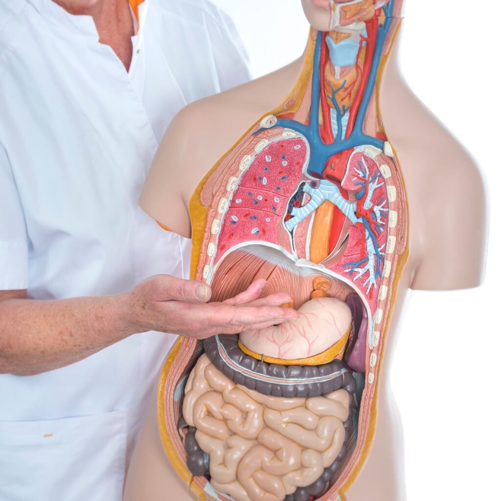 Verpleegkundige toont een medisch model van organen zoals maag en slokdarm. Bron: Medische Fotografie Gelre ziekenhuizen
