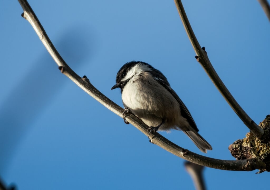Help vogels de winter door én steun Scouting Vorden. Foto: PR