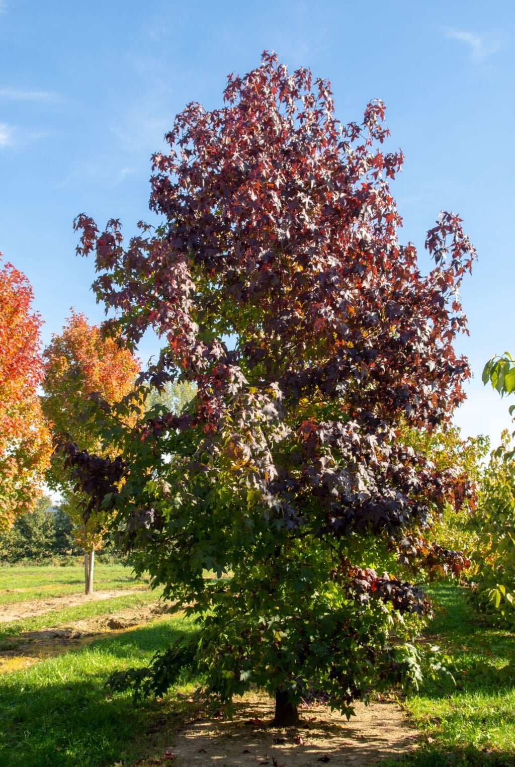 Amberboom in herfstkleur. Foto: De TreeEbb/kwekerij Ebben
