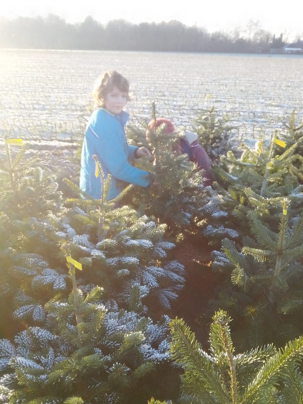 Kinderen zoeken een boom in de mistige Kerstboomgaard. Foto: PR