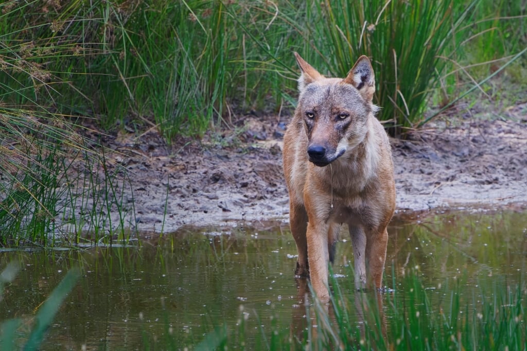 De wolf. Foto: Jeroen Kloppenburg