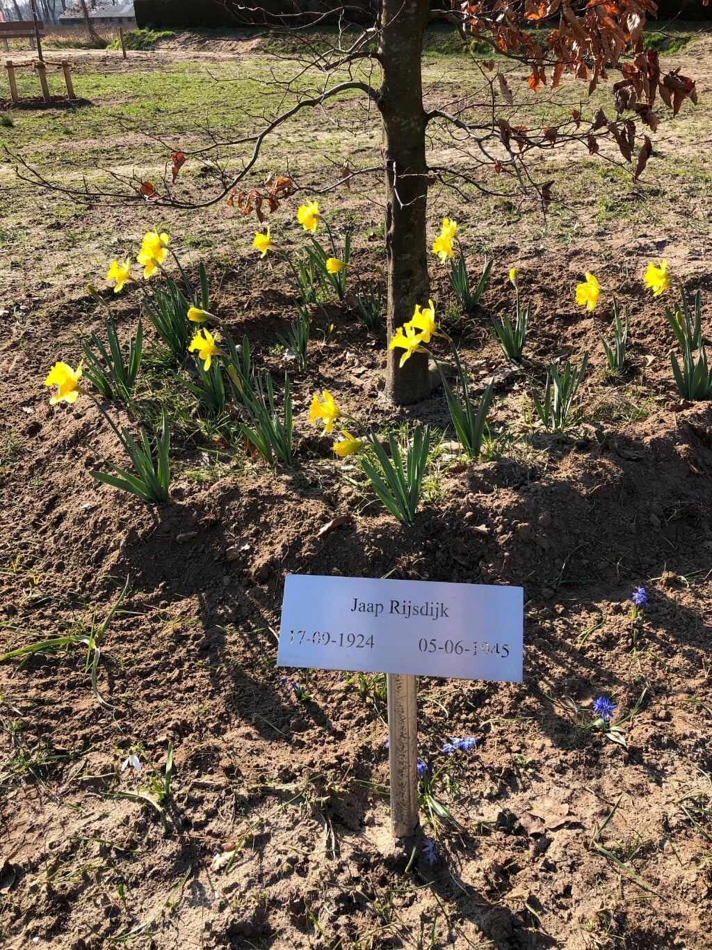 De narcissen ter herinnering aan Jaap Rijsdijk, die in de oorlog een bos van deze gele voorjaarsbloemen gaf aan de Geesterense Gerda Hietland. Foto: PR
