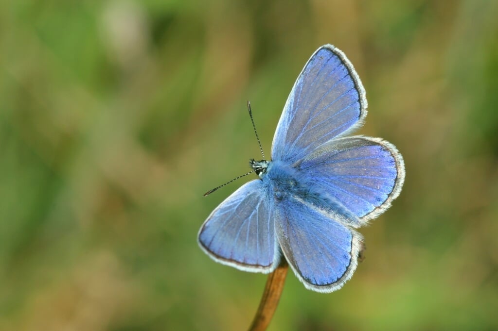 Het icarusblauwtje is een algemene vlinder die voorkomt op kruidenrijke graslanden en ruigten. Foto: Jan Stronks