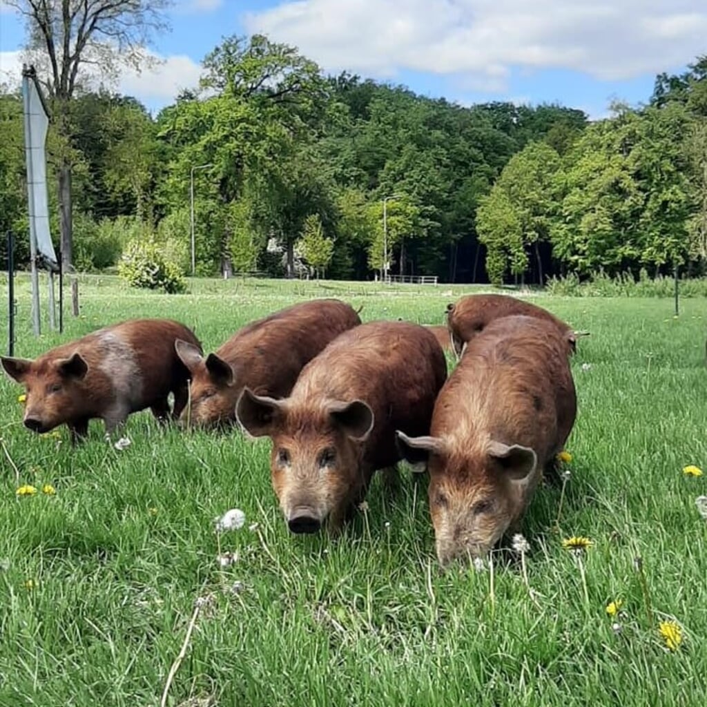 De varkens van boer René buiten in de wei. Foto: PR