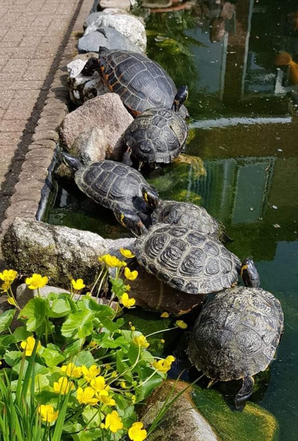 De vijf schildpadden van Theo en Marie liggen lekker in het zonnetje. Foto: Eigen foto