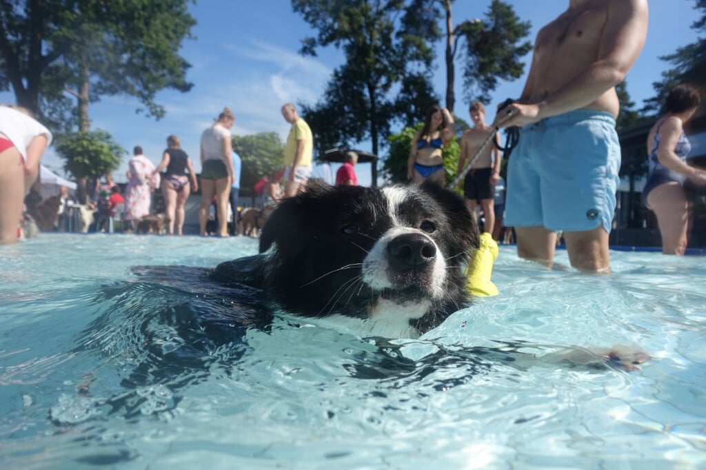 Hondenzwemmen. Foto: PR