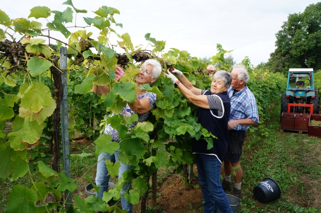 De eerste Solaris druiven werden eerder dan gebruikelijk geplukt op Wijngoed Kranenburg. Foto: Richard Stegers