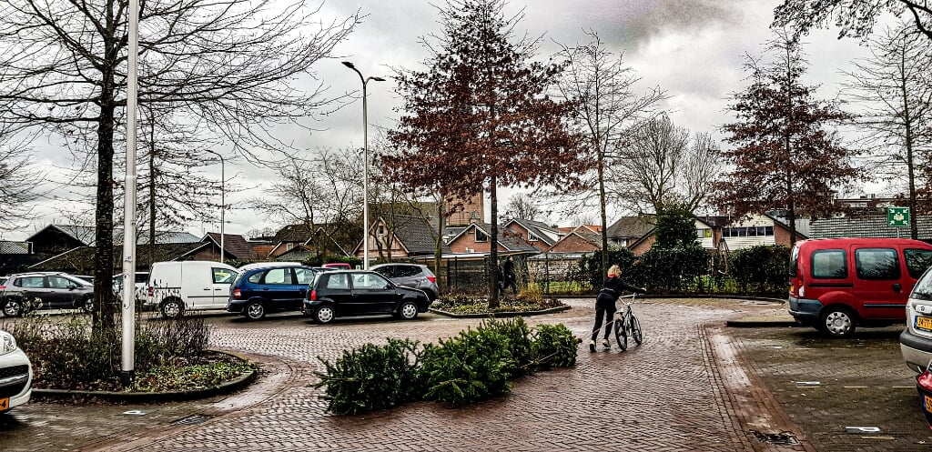 Een zakcentje bijverdienen door het ophalen van kerstbomen, hier in Hengelo. Foto: Luuk Stam
