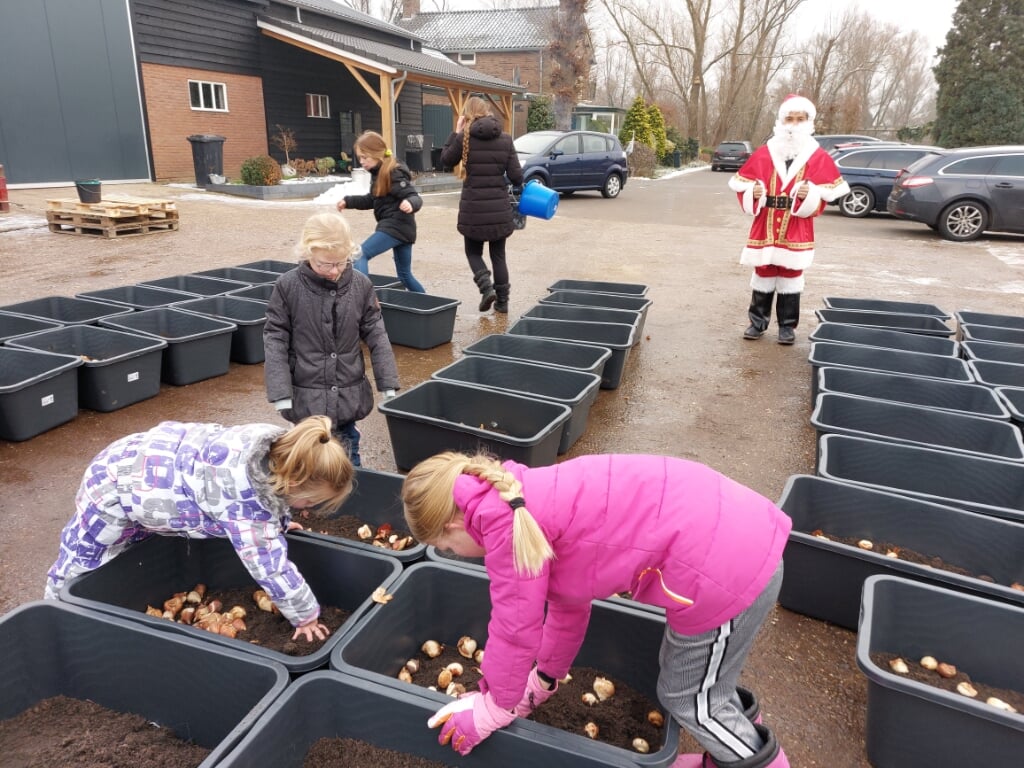 Schoolkinderen uit de grensregio planten tulpenbollen voor de Tulpenroute Achterhoek, Liemers en Duitsland. Foto: Exclusive Flowers Europe