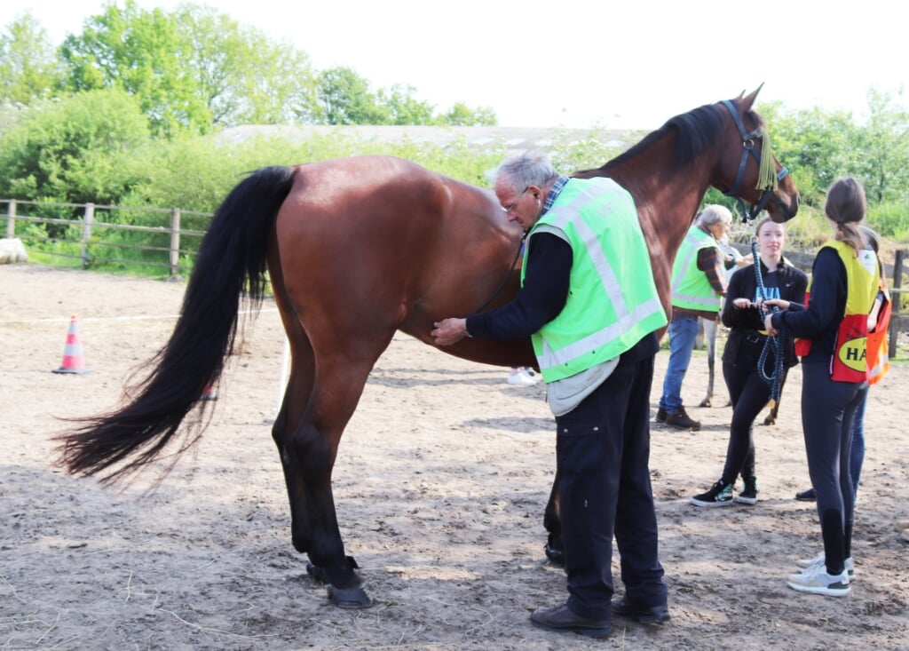 Een dierenarts keurt een van de paarden voor de deelname. Foto: Arjen Dieperink