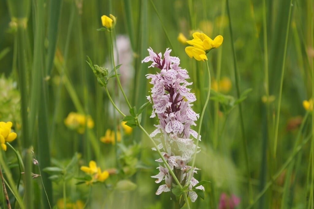 Ontdek?verborgen plekken met verschillende soorten orchideeën. Foto: Nico Kloek