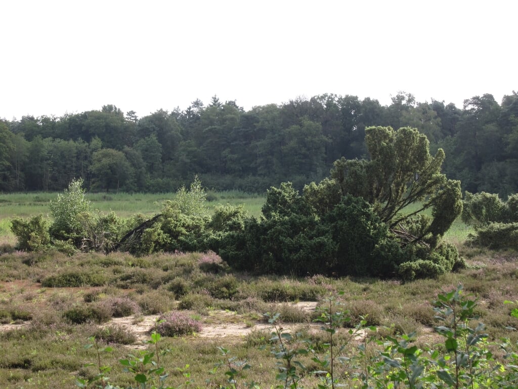 Jeneverbes komt veel voor in het landschap op het Kienveen. Foto: IVN