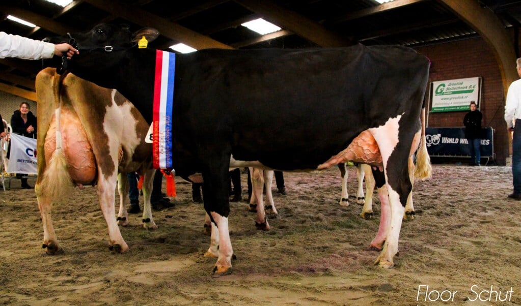Voor de show hebben 26 veehouders uit de Achterhoek en Liemers in totaal 130 koeien ingeschreven. Foto: Floor Schut