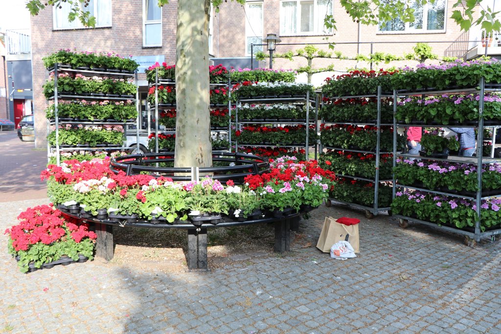 De geraniumkraam van het Zelhems Mannenkoor op de Markt in Zelhem. Foto: PR
