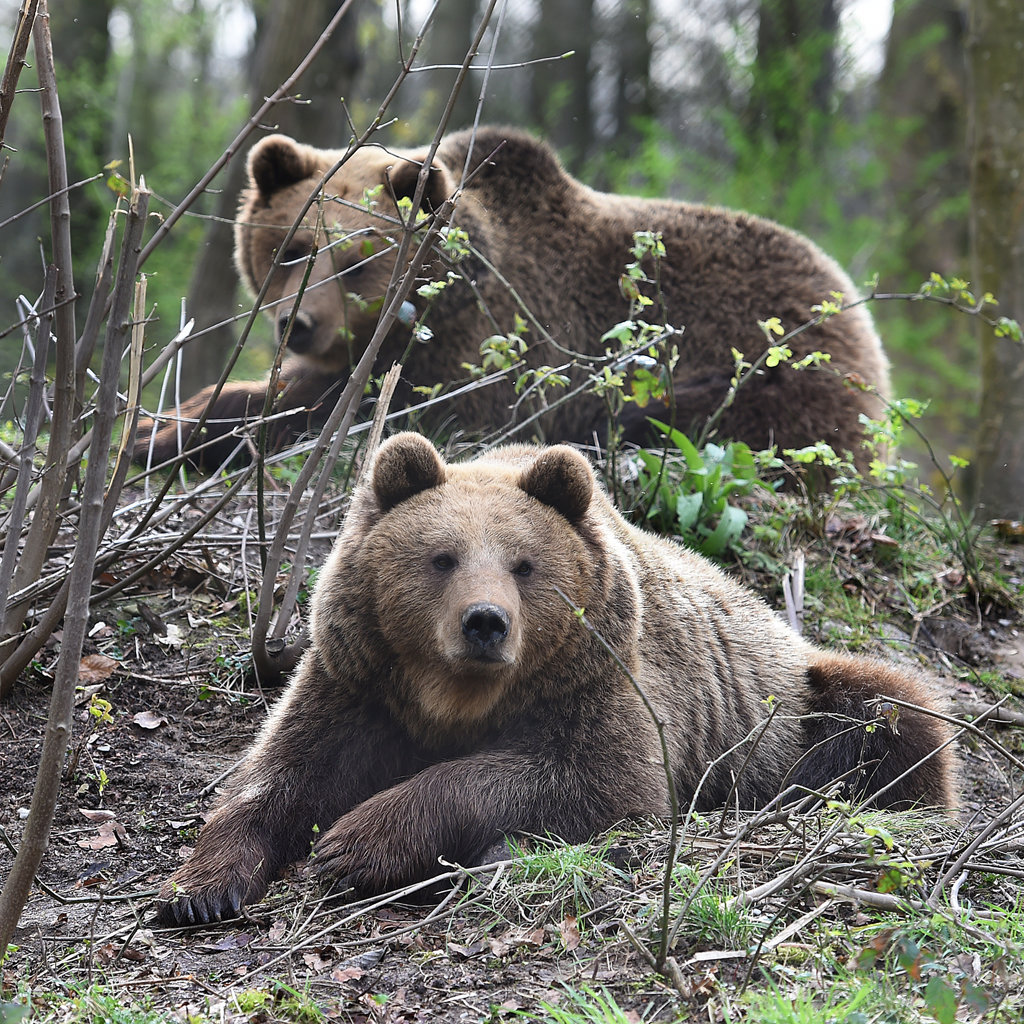 De beren in Biotopwildpark Anholter Schweiz zijn uit hun winterslaap ontwaakt.