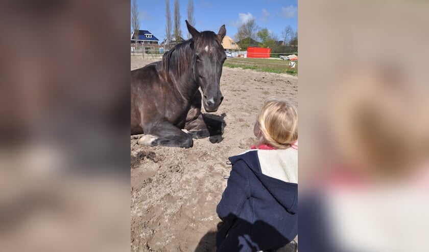 Woensdag 19 oktober: lezing over paarden