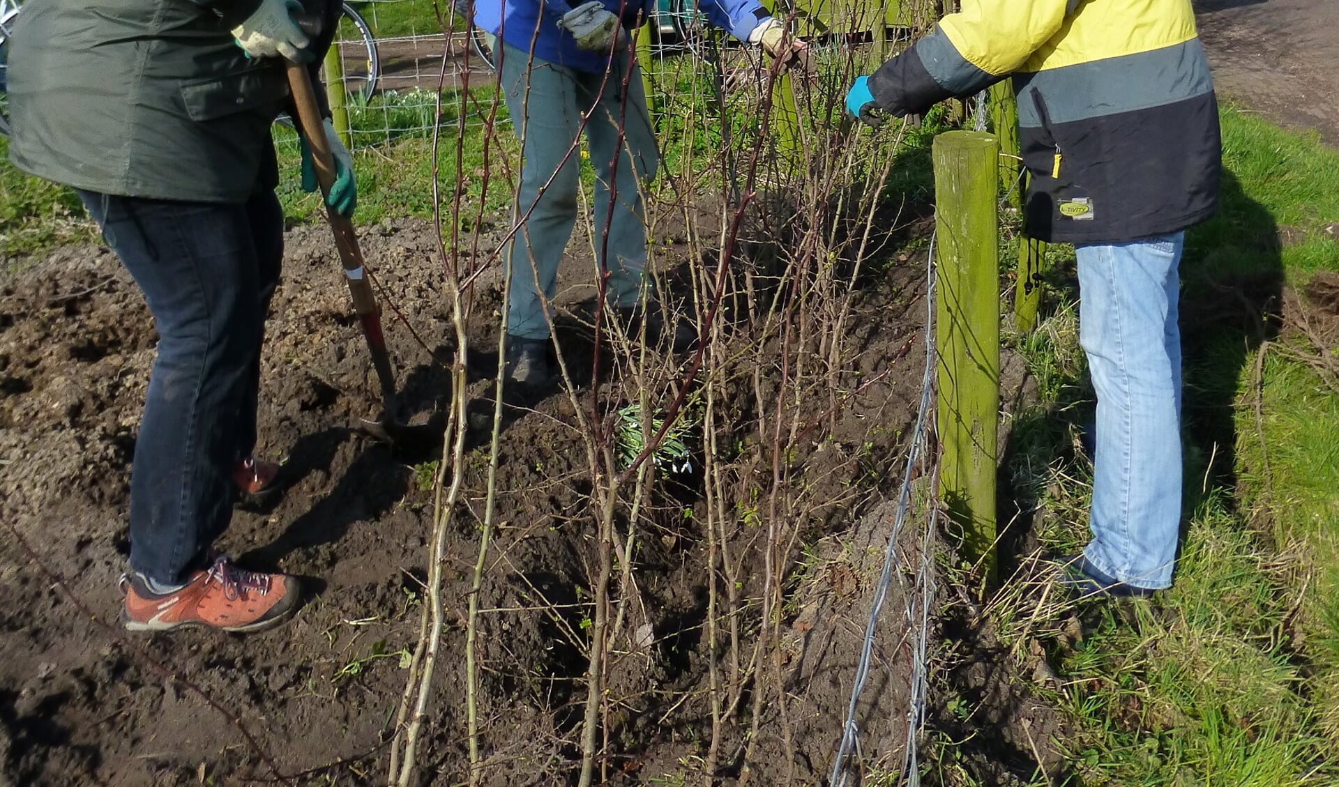 Vrijwilligers planten bosplantsoen. 