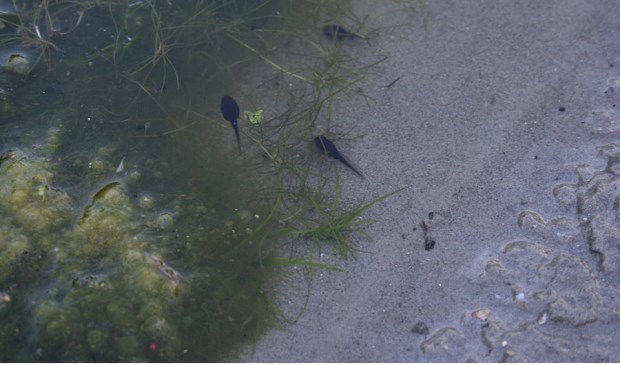 Paddevisjes in Boekelermeer. Foto: Gemeente Heiloo
