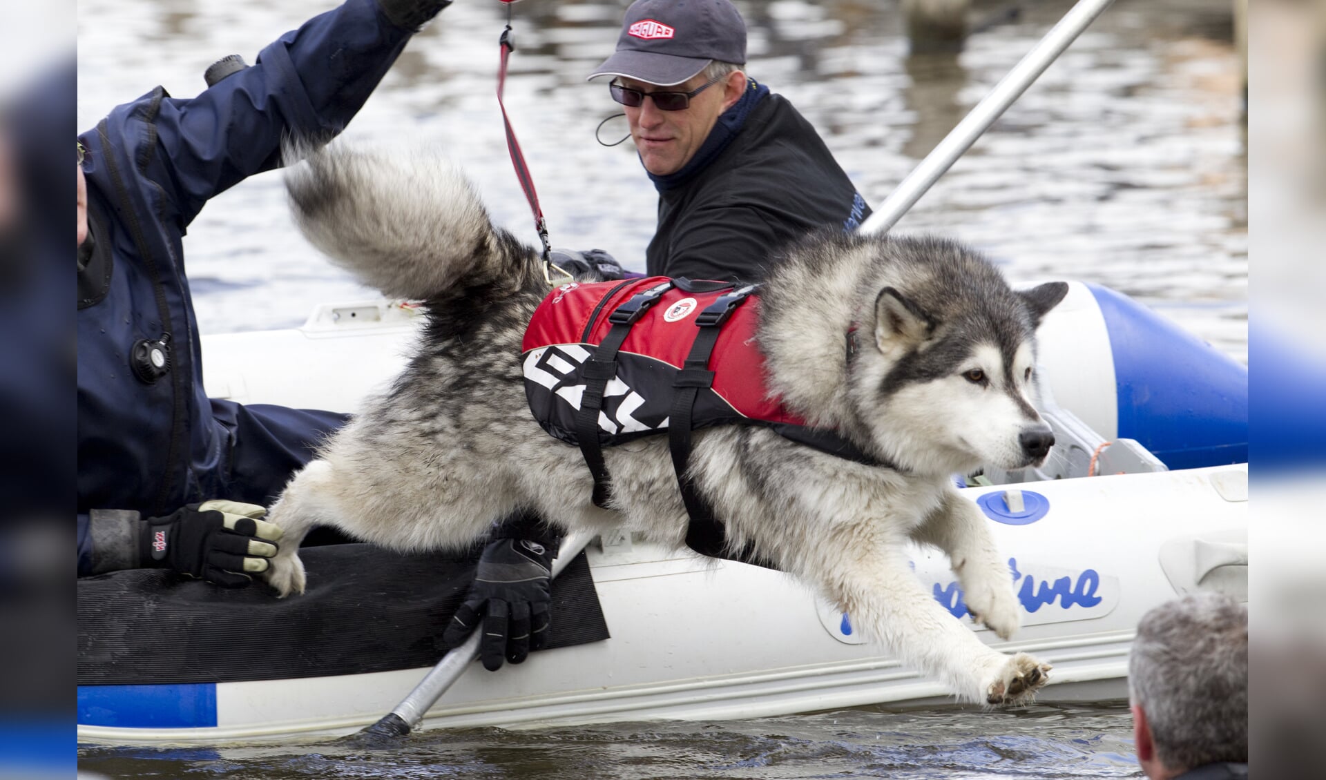 Demonstratie reddingzwemmende honden