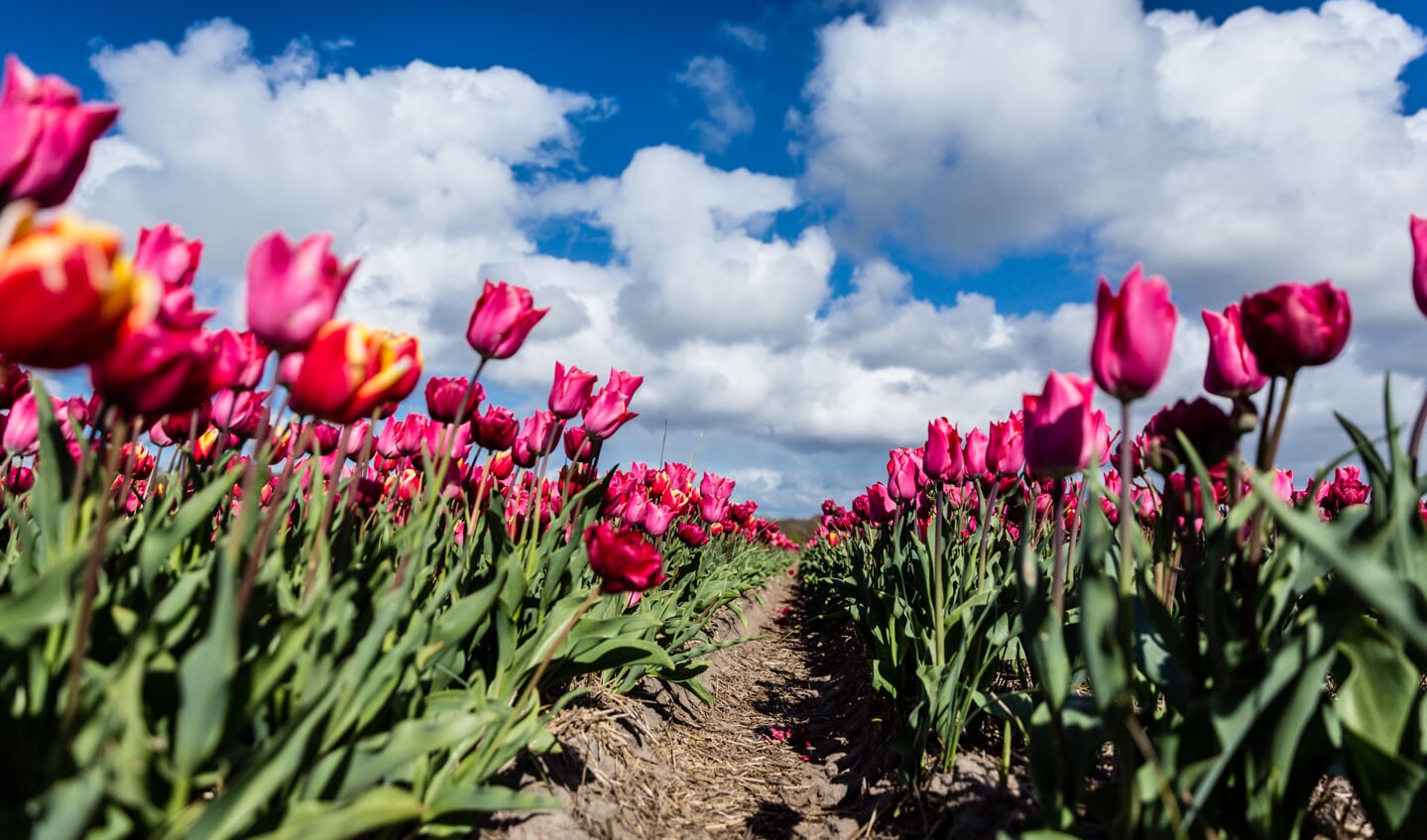 Archief Uitkijkpost (niet de tulp van André van Duin)