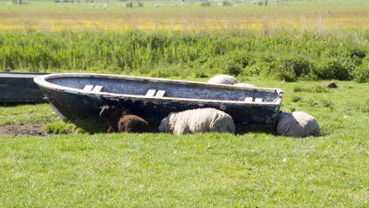 Bij hittestress zoeken schapen graag een schaduwplek op.