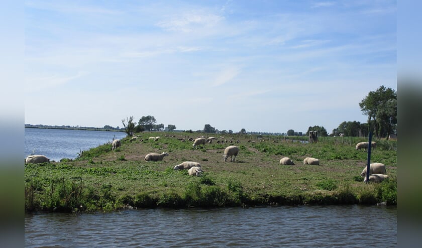 Saskerleidam vol grazende schapen
